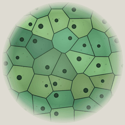 Mitosis